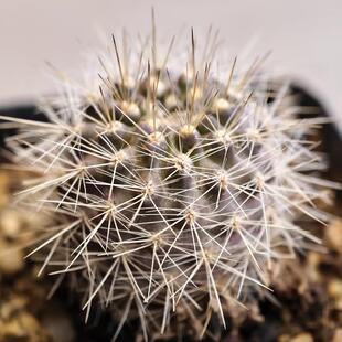 实生混乱玉仙人球智利球属多肉植物花卉绿植室内盆栽阳台四季好养