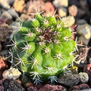 实生绿肌极光球变种仙人球智利多肉植物花卉绿植室内盆栽阳台好养