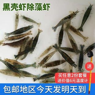 黑壳虾除藻活体水草除藻虾龙鱼饲料虾观赏虾鱼草缸虾活体免 包邮