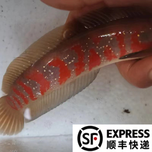 雷龙鱼月鳢红月鳢苗红斑称星七星鱼淡水观赏鱼
