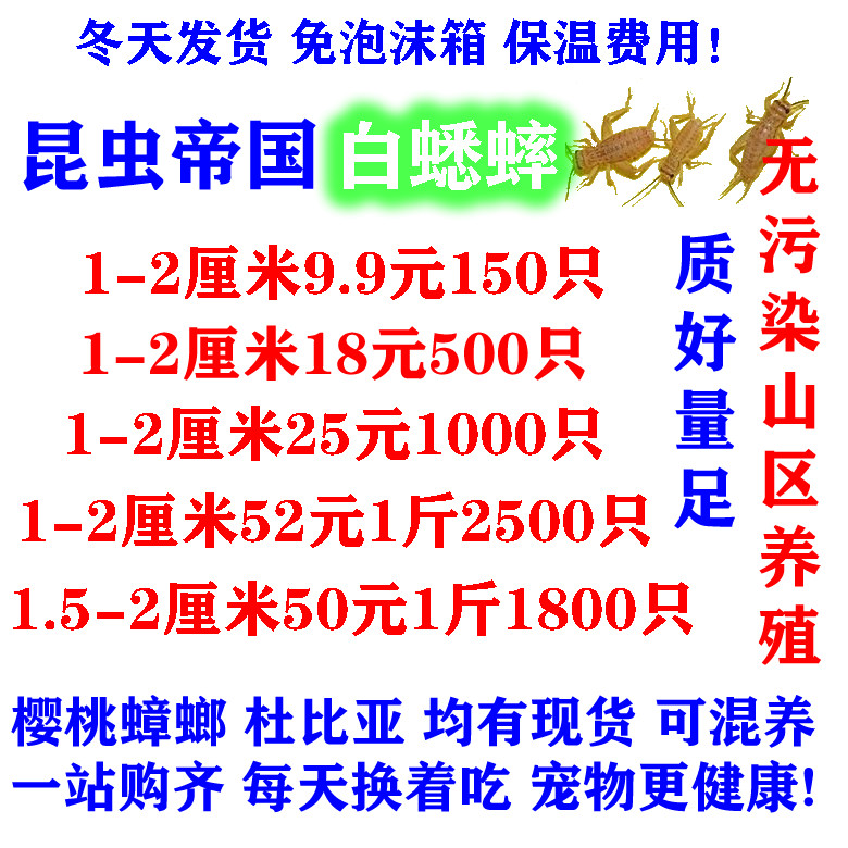 正常发货 昆虫帝国 包邮白蟋蟀针头蟋蟀活体蛐蛐油葫芦龙鱼蜥蜴|msdalam kategori haiwan peliharaan/makanan haiwan dan bekalan, Reptilia/Serangga dan bekalan Ming, Cricket - dari Buy2taobao.com untuk memberikan perkhidmatan ejen Taobao profesional membeli