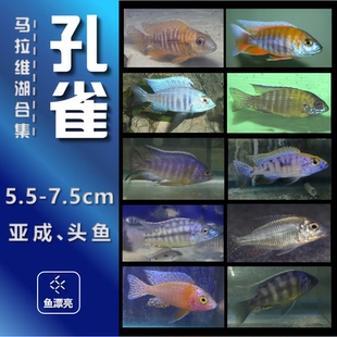 马湖慈鲷 马鲷鱼 大尺寸 马拉金 红膊头好混养红花孔雀淡水热带鱼