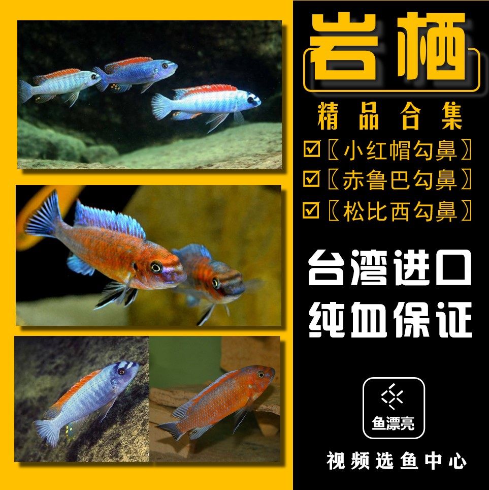 三湖慈鲷岩栖小红帽比西鲁巴红勾