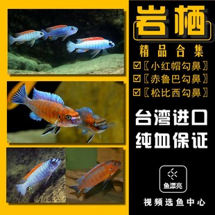 湖慈鲷热带鱼 赤鲁巴红勾鼻 三湖慈鲷岩栖小红帽勾鼻 松比西勾鼻
