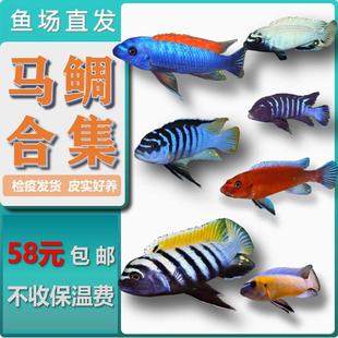 大骷髅布隆迪热带鱼 马鲷非洲王子慈鲷鱼 三湖慈鲷鱼 岩栖大骷髅