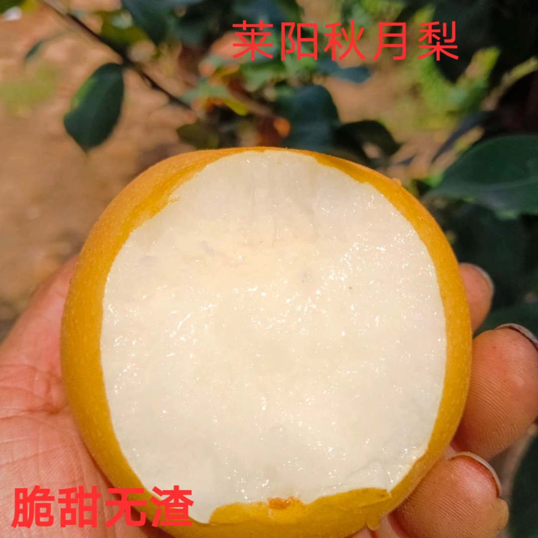 莱阳秋月梨冰糖蜜梨大果现摘包邮