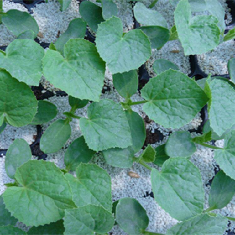 红极憎水膨胀珍珠岩1:8防火防水水泥复合保温材料墙体外保温体系