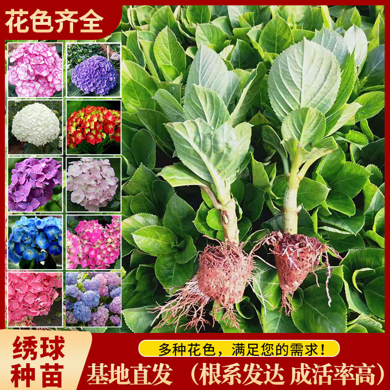 云南绣球花苗 绿化盆栽花卉种苗无尽夏八仙花绣球小苗 花色齐全