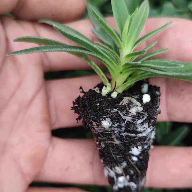 满天星小苗 开花快重瓣伊洛斯 星空白 娑尔 盆栽花卉绿植正品包邮