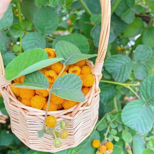 云南无刺树莓地栽盆栽黄锁莓院子美化