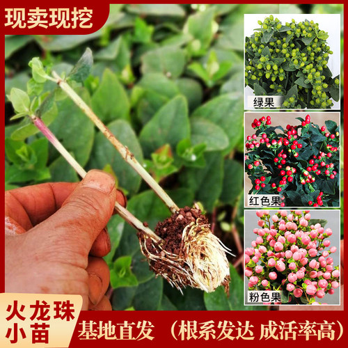 红豆火龙珠种苗基地直发园艺植物