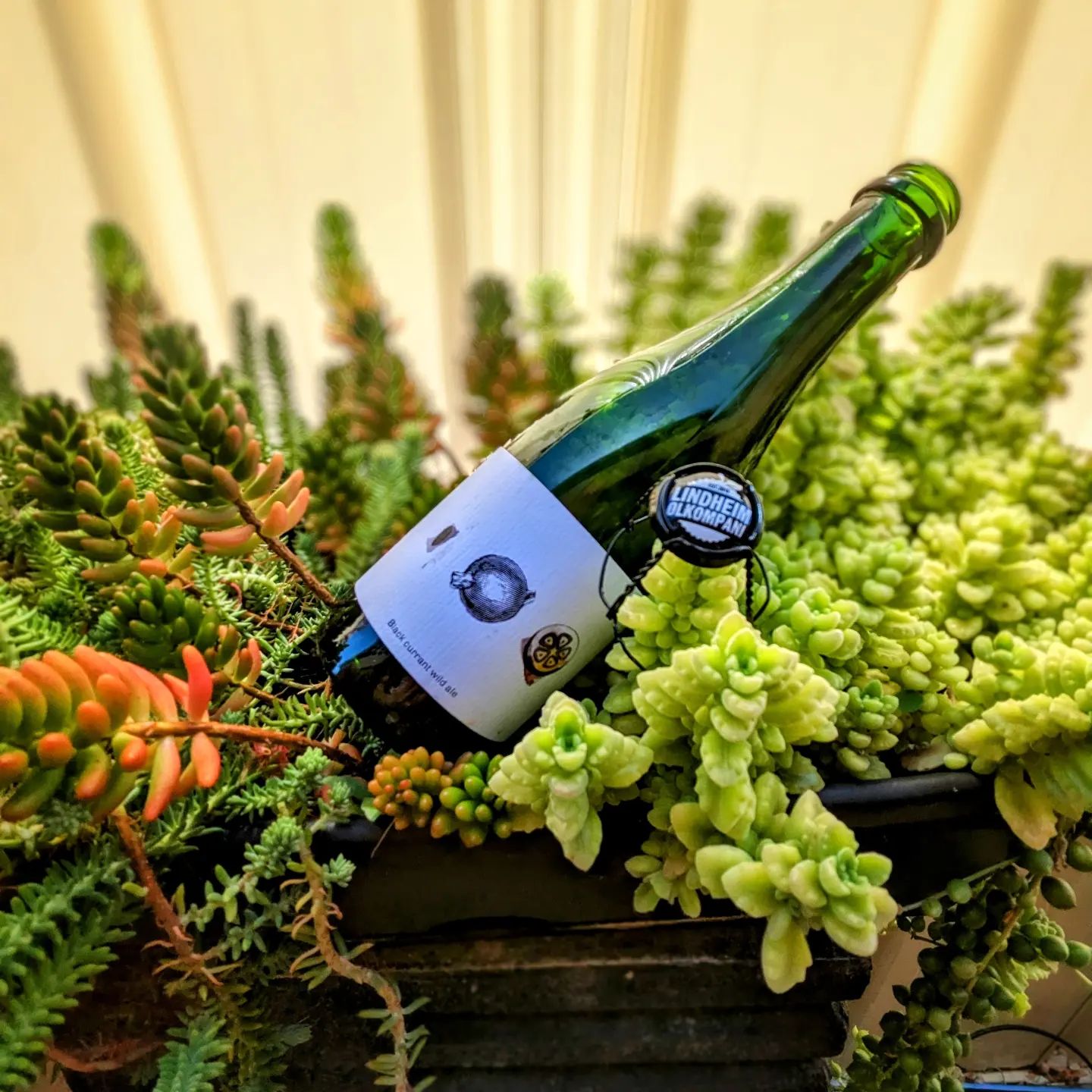 酸厂|挪威林德姆 黑果/酸莺/冷船蓝莓/黄莺/果园 野菌艾尔 啤酒