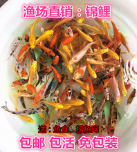 不换水的金鱼混搭耐活自养观赏鱼1