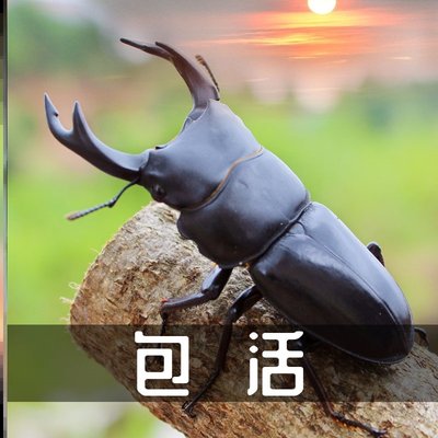 中国大锹甲成虫活体的甲虫