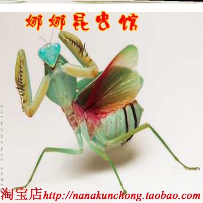 马盾螳螂活体 马来西亚巨人盾 基菱背螳螂 大型凶猛另有澳宽圆盾