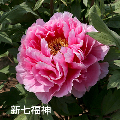 【新七福神】裸根牡丹包对版