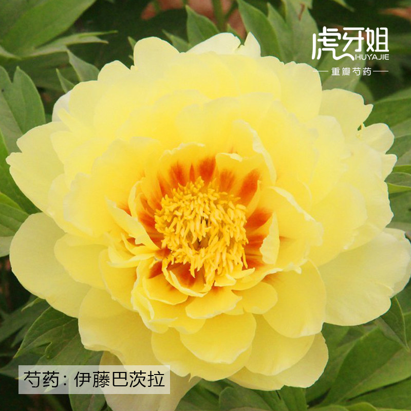 【伊藤·巴茨拉 】进口芍药裸根苗（黄色 浓香 中晚期花） 庭院阳