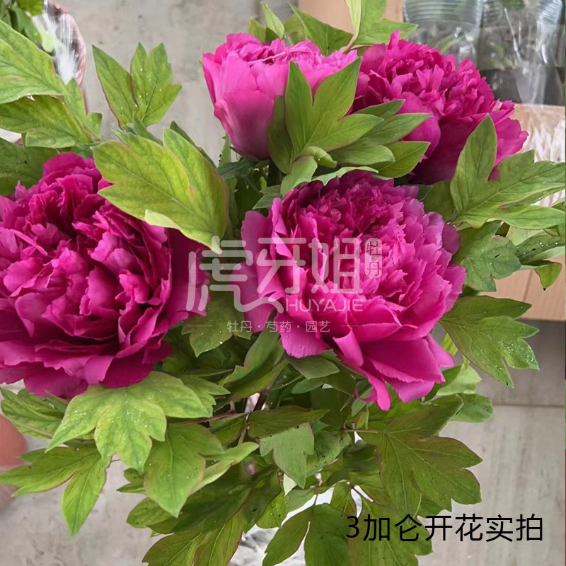 【洛阳红3加仑老盆养桌面款 冬季开花牡丹】年宵花盆栽催花年货礼