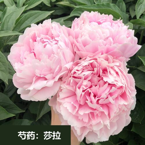 莎拉裸根芍药浓玫瑰香温柔粉包子