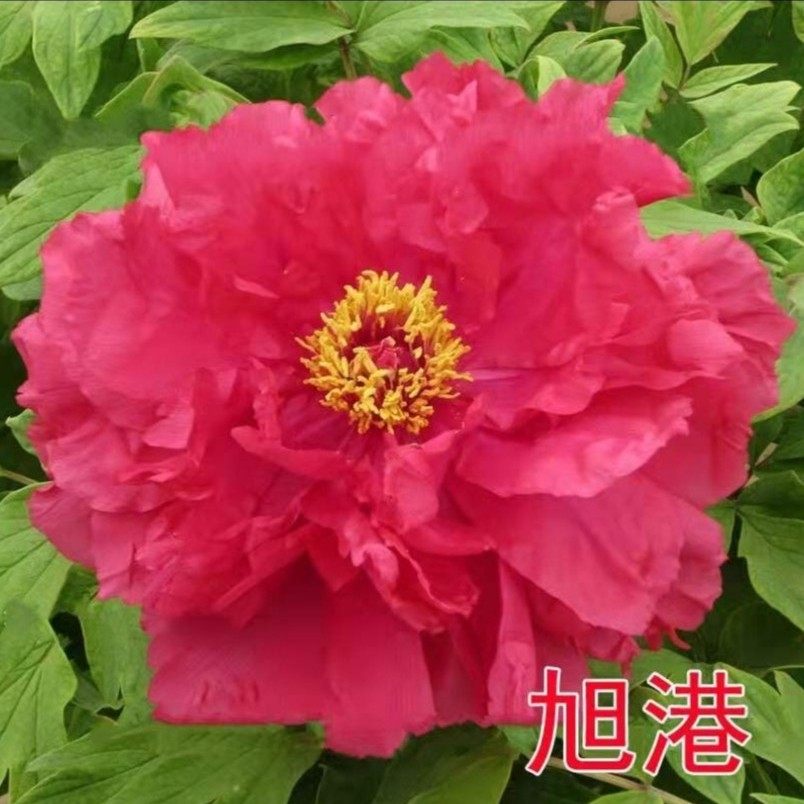 【旭港&mdash;年宵花牡丹】红色&mdash;催花牡丹冬季反季节洛阳基地年货礼