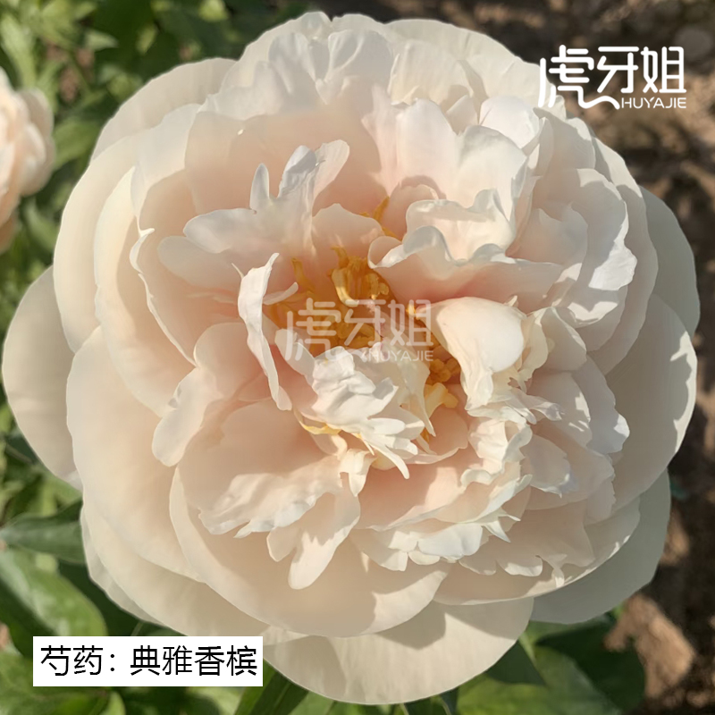 【典雅香槟】裸根芍药包对版-庭院阳台花卉重瓣大花香槟色
