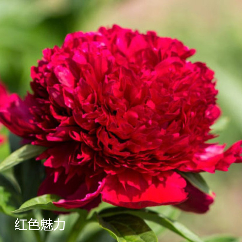红色魅力6加仑盆栽重瓣芍药大苗