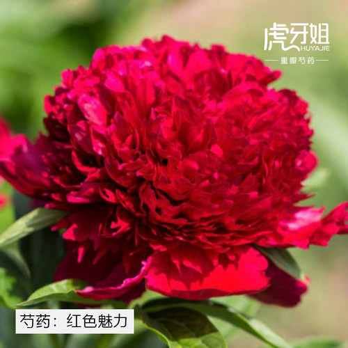 红色魅力裸根芍药苗早中花