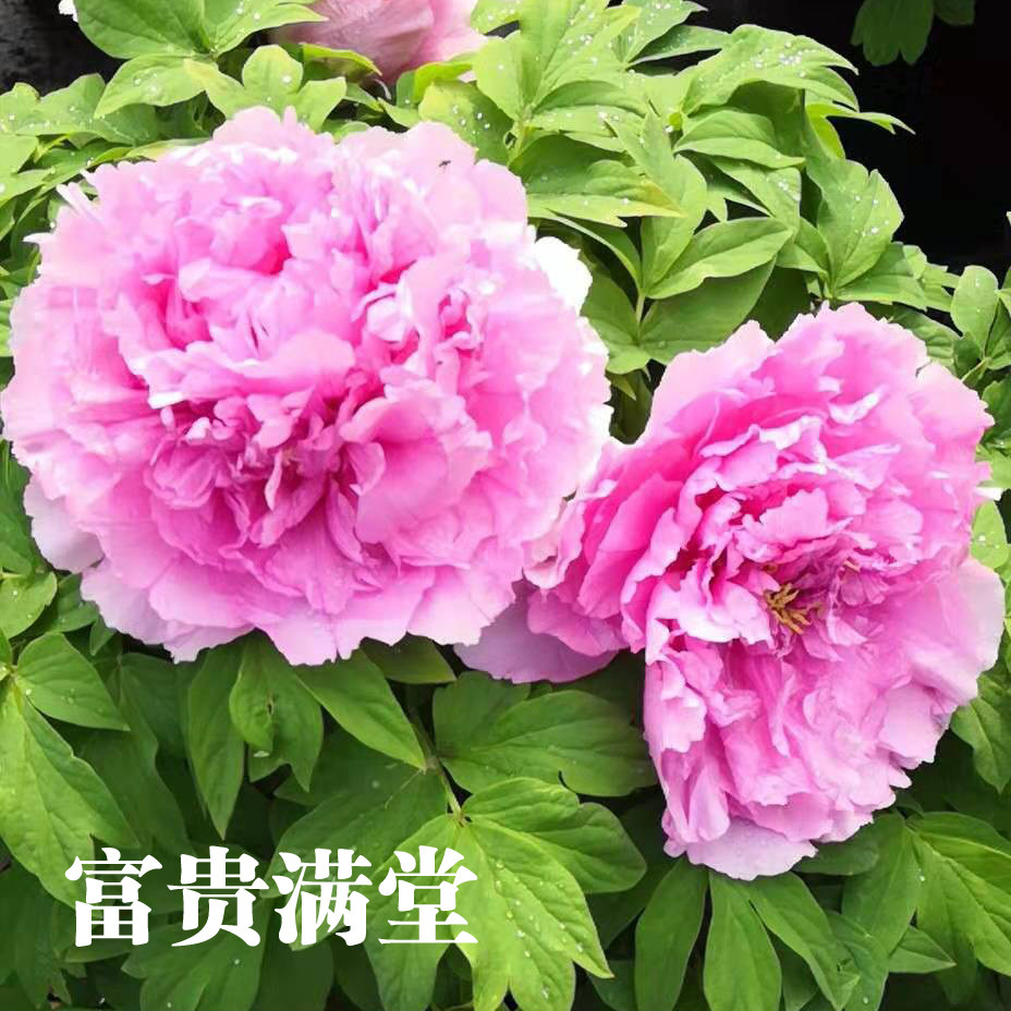 【富贵满堂&mdash;年宵花牡丹】粉蓝色-催花牡丹反季节开花冬季年货礼