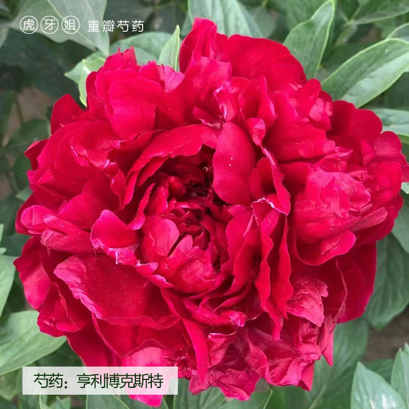 亨利博克斯特裸根芍药包对版