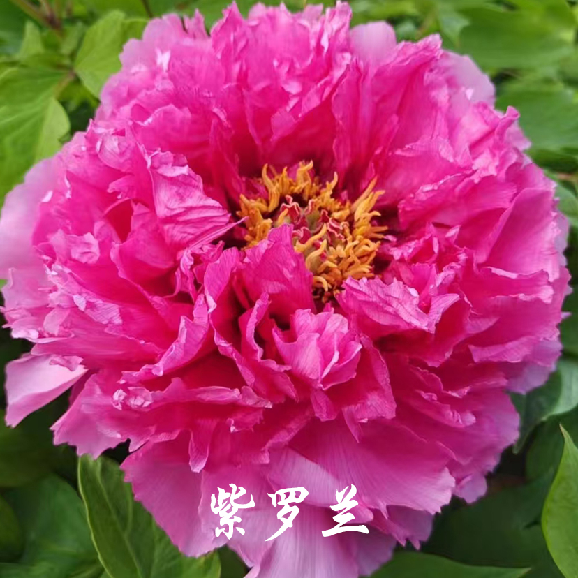 紫罗兰】裸根牡丹包对版-庭院阳台花卉重瓣大花紫红色