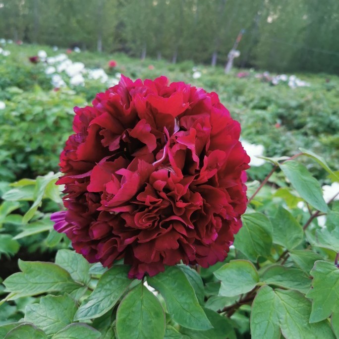 【黑夫人】3加仑盆 名品盆栽牡丹 (墨紫红色系) 原盆原土