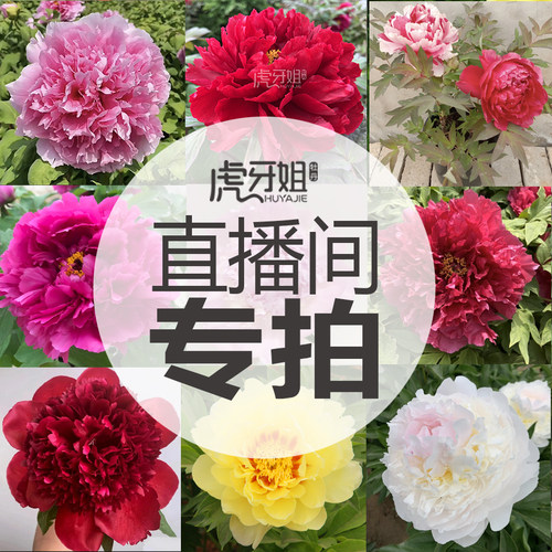 牡丹、芍药花苗价格专拍