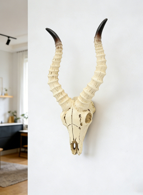 羚羊头骨壁挂