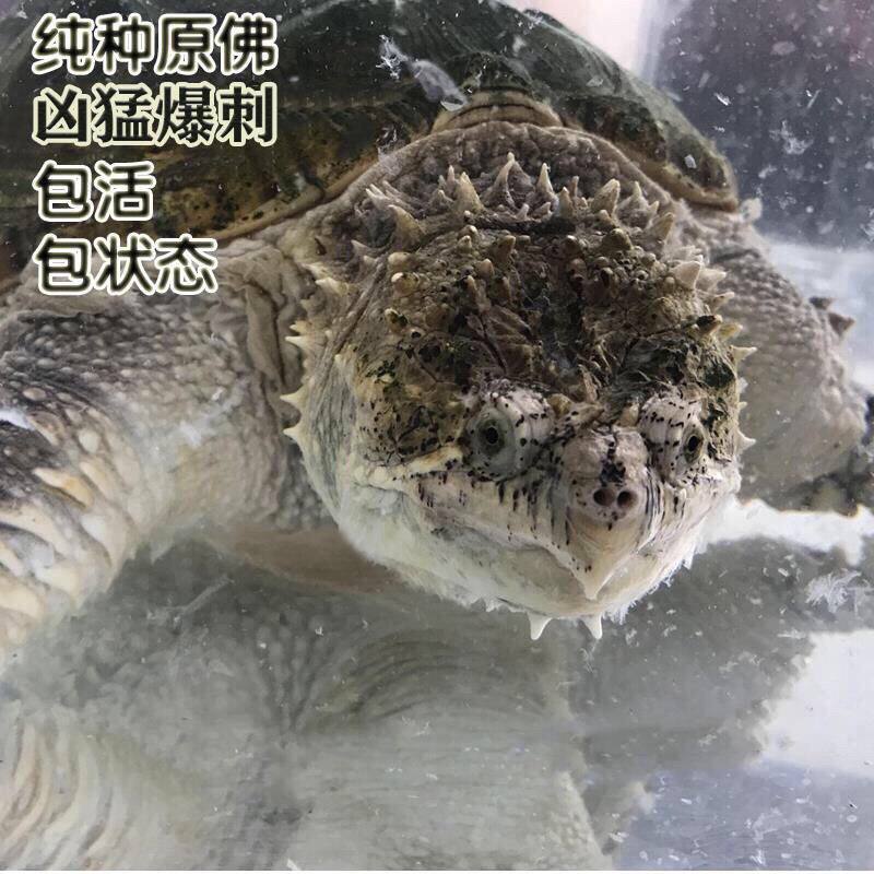 鳄龟㓉体纯佛鳄龟原种佛鳄爆刺鳄龟/鳖