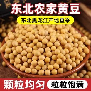25年农家东北黄豆自种笨黄豆打豆浆专用黑龙江新鲜发豆芽批发