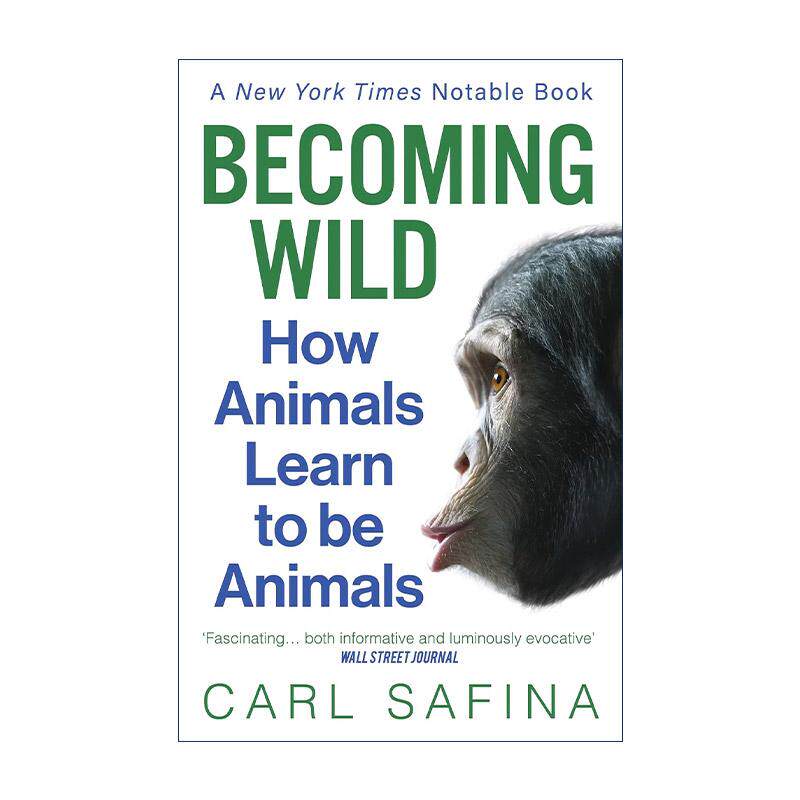 英文原版 Becoming Wild 学习野性 动物是如何学习的 生态学家Carl Safina 英文版 进口英语原版书籍
