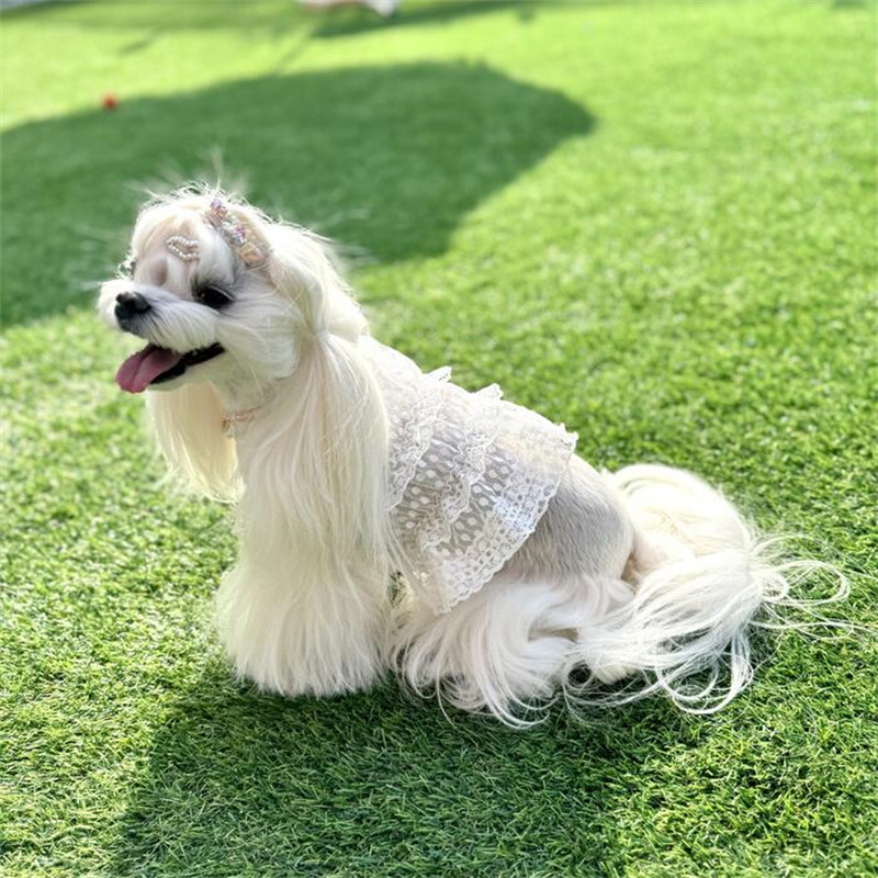 2025夏新圆点蕾丝小仙女花边裙厂家宠物泰迪贵宾狗狗猫咪衣服