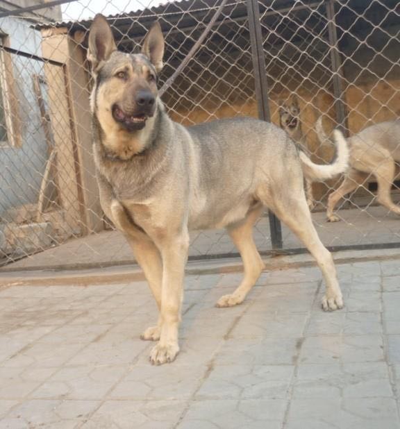 狼青幼犬活体中华狼青犬大型纯种狼青犬马犬罗威纳杜高卡斯罗幼犬