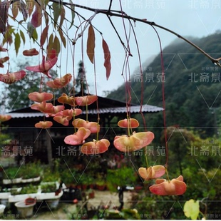 金丝吊蝴蝶树苗金线吊蝴蝶陕西卫矛趣味盆景盆栽春季开花深秋果实