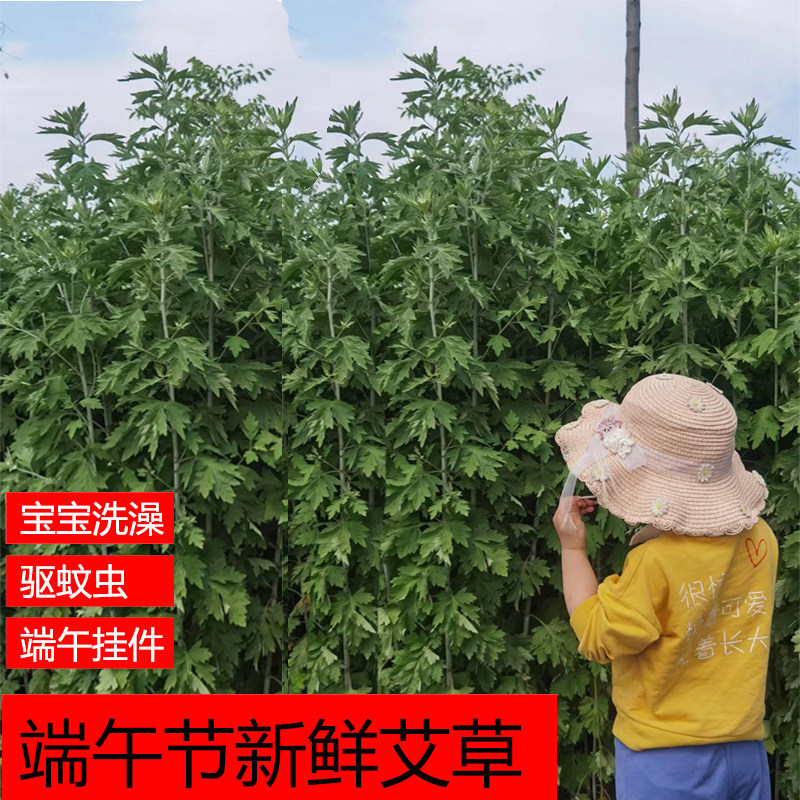 带根新鲜艾草农家艾条端午礼品整支艾叶香蒲组合挂件门窗洗澡泡脚
