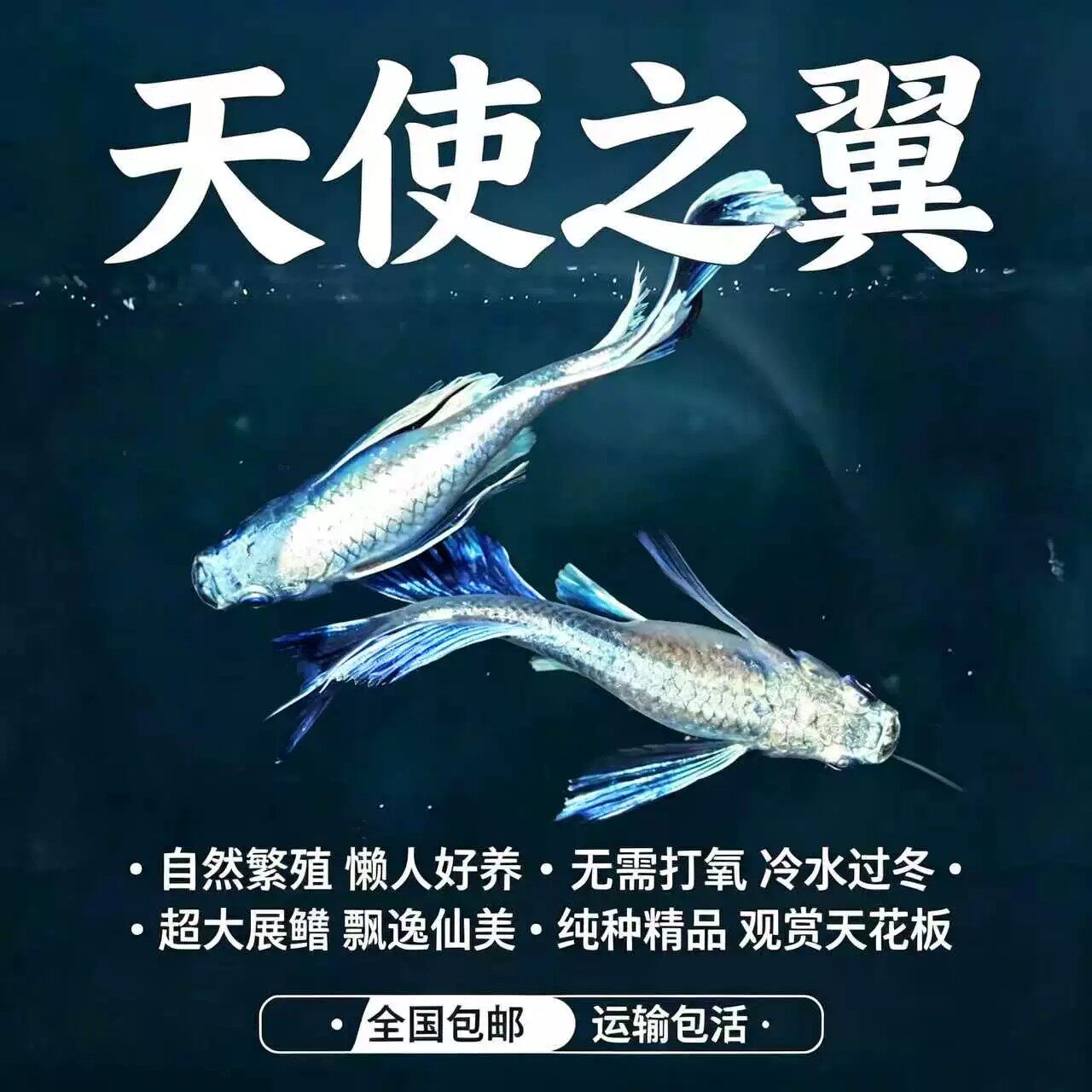 长鳍天使之翼观背青鳉小型观赏鱼