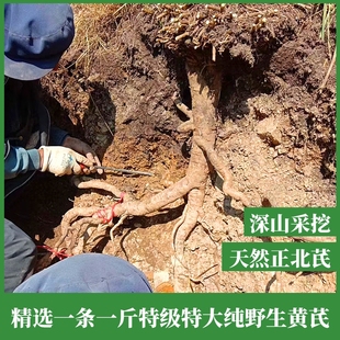 甘肃岷县特级野生黄芪500克 包邮 新货整条无硫纯天然默认切片发货