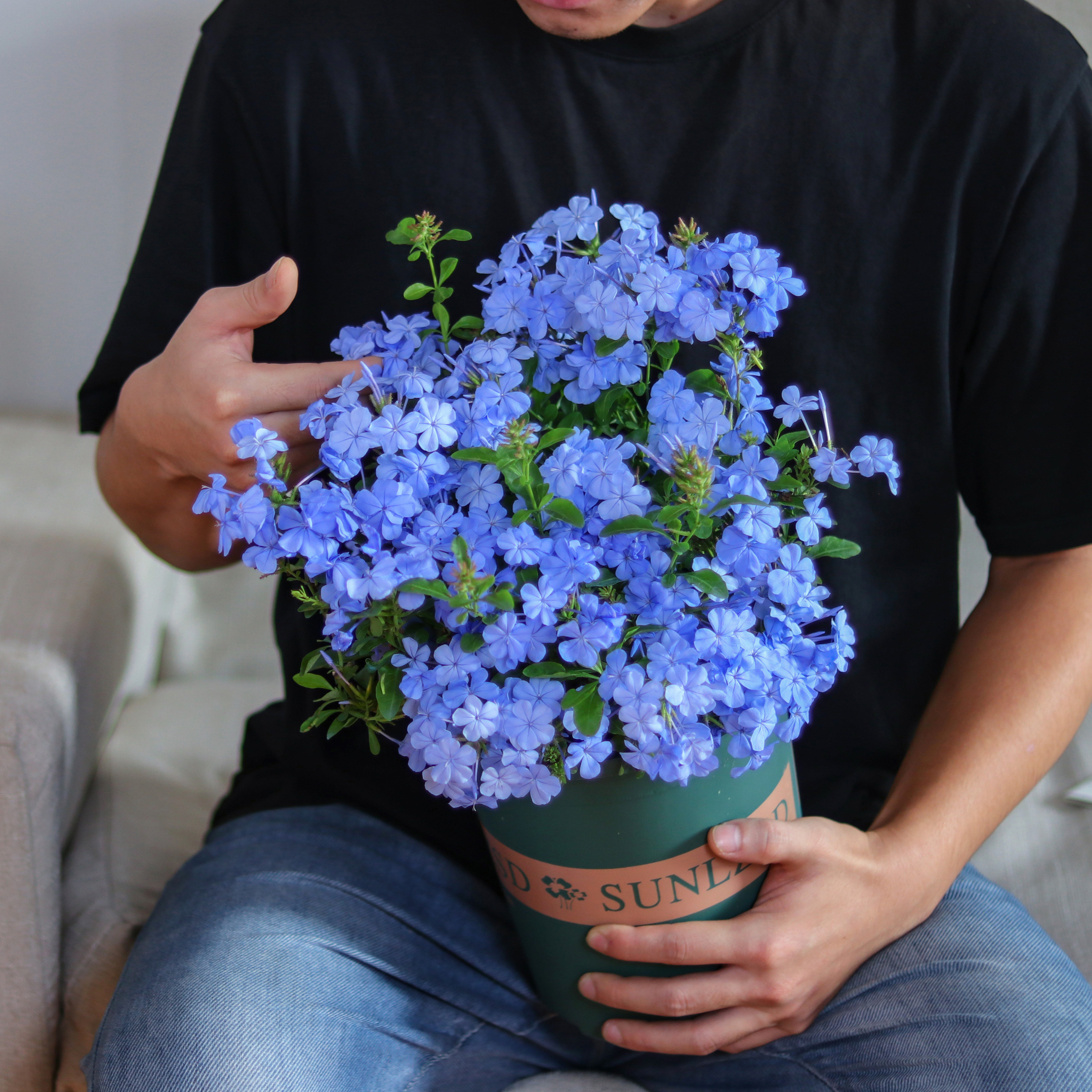 蓝雪花盆栽带花苞四季开花大苗室外庭院绿植室内阳台花卉好养植物