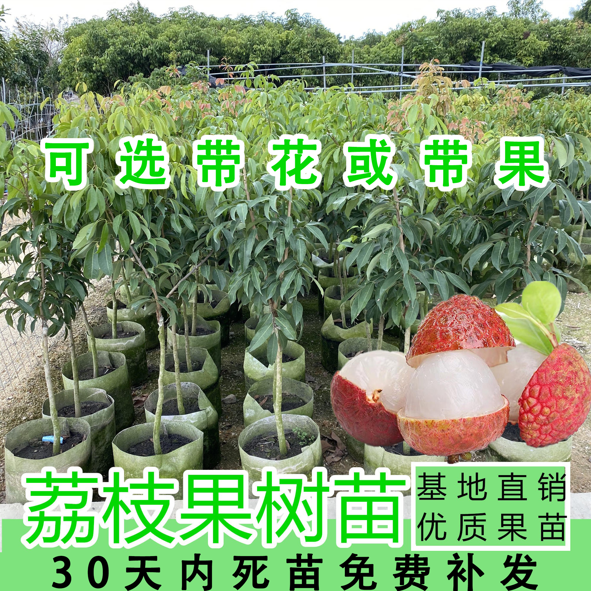 荔枝树苖嫁接无核糯米糍当年结果