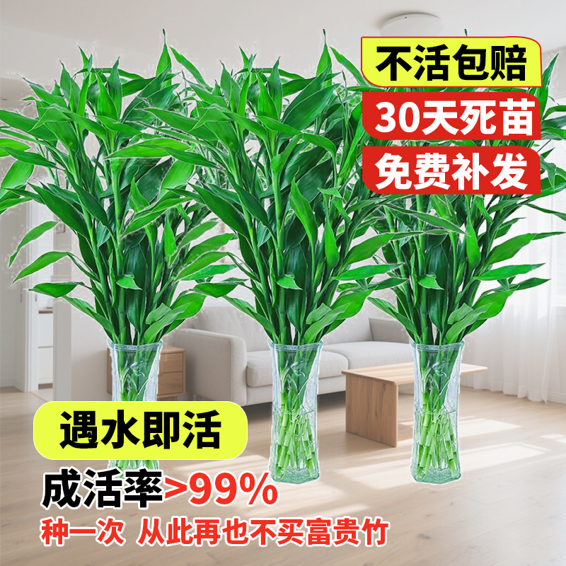 富贵竹水培植物发招财转运竹子花卉绿植盆栽室内花客厅水养节节高