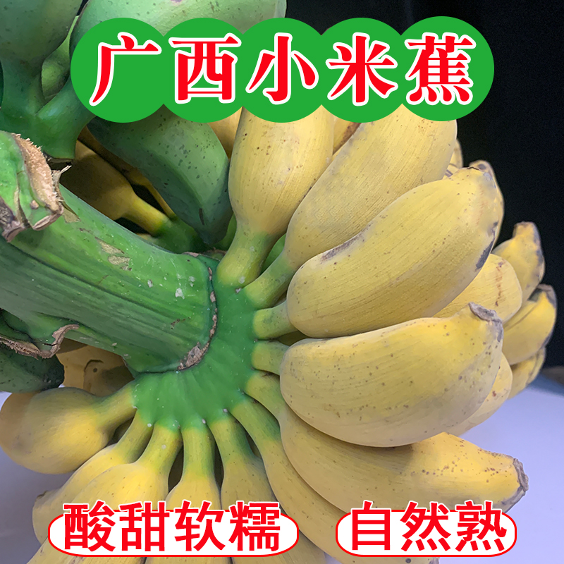 广西小米蕉正宗现摘新鲜皇帝蕉粉蕉自然熟应季水果香蕉banana包邮-封面