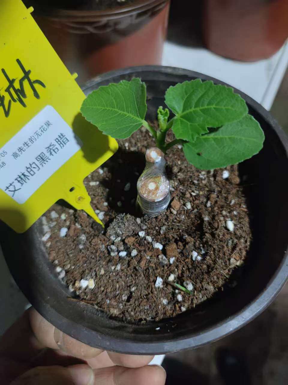 无花果苗萌芽展叶苗永久包对版版本有问题支持仅退款