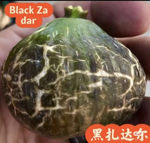 贴吧活动专属链接各品种无花果嫁接苗高压包嫁接枝条