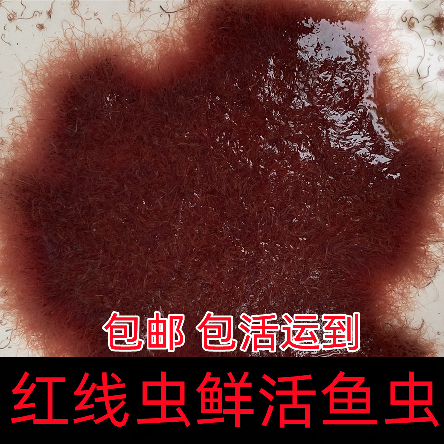包邮活体水蚯蚓红线虫红丝虫大小观赏鱼新鲜饵料健康鲜艳饲料鱼饵