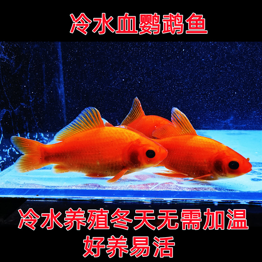冷水鹦鹉鱼耐活好养招财红鱼冷水观赏鱼金鱼葡萄眼草锦鲤冷水活鱼